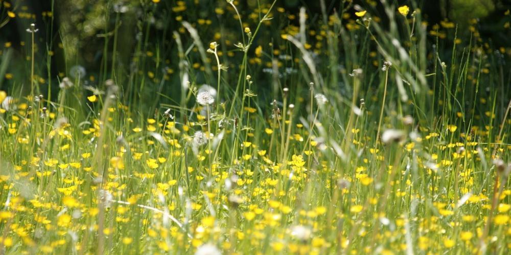 Piek hooikoortsseizoen op komst