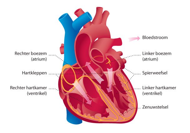 Onderzoek wijst uit: ernstig hartfalen en corona funest
