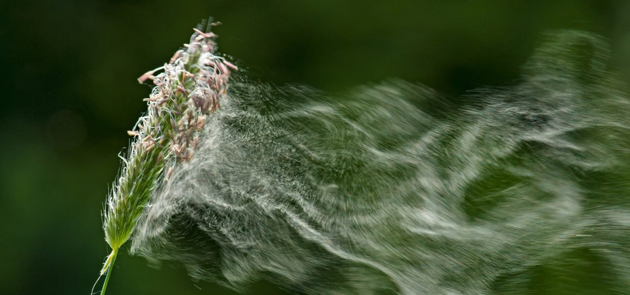 Nieuw onderzoek naar effecten klimaatverandering op hooikoorts; pollen met kerst