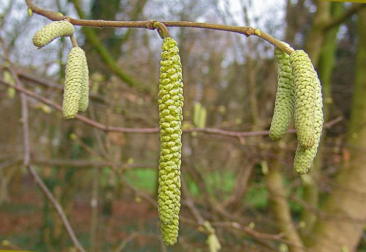 Muggen en hooikoorts in januari: de natuur is een beetje van slag na warme jaarwisseling