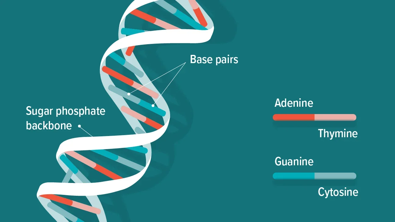 Medicatie op maat dankzij dna-profiel leidt tot minder ernstige bijwerkingen